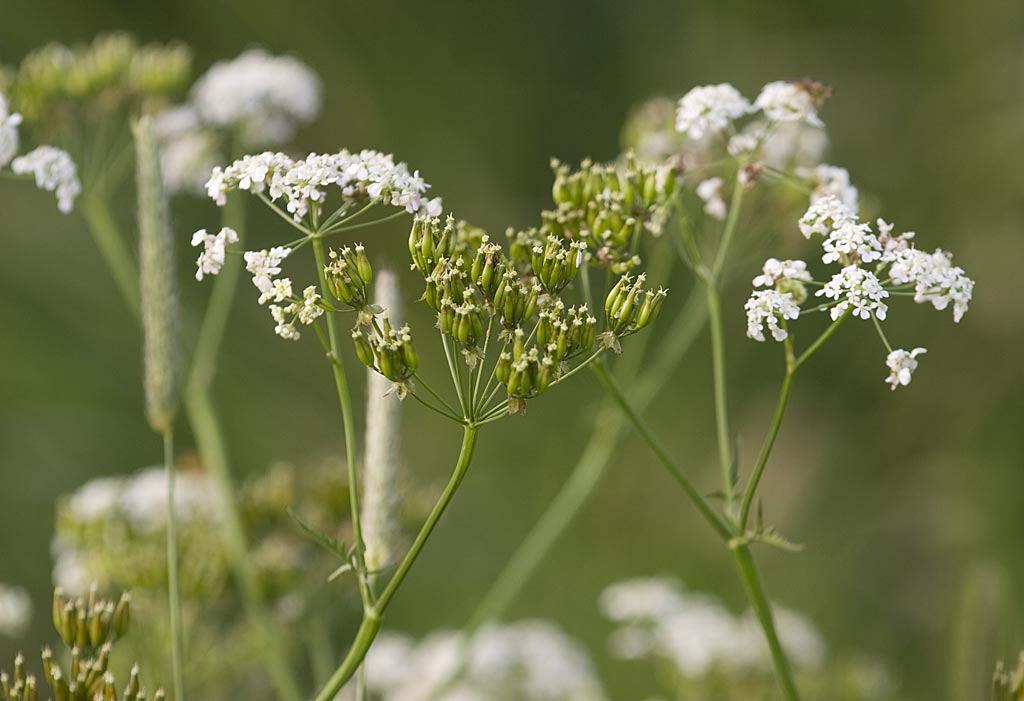 Fluitenkruid - Anthriscus sylvestris : Zakje