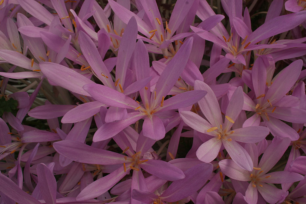 Herfsttijloos - Colchicum autumnale : Verpakking met 10 bollen