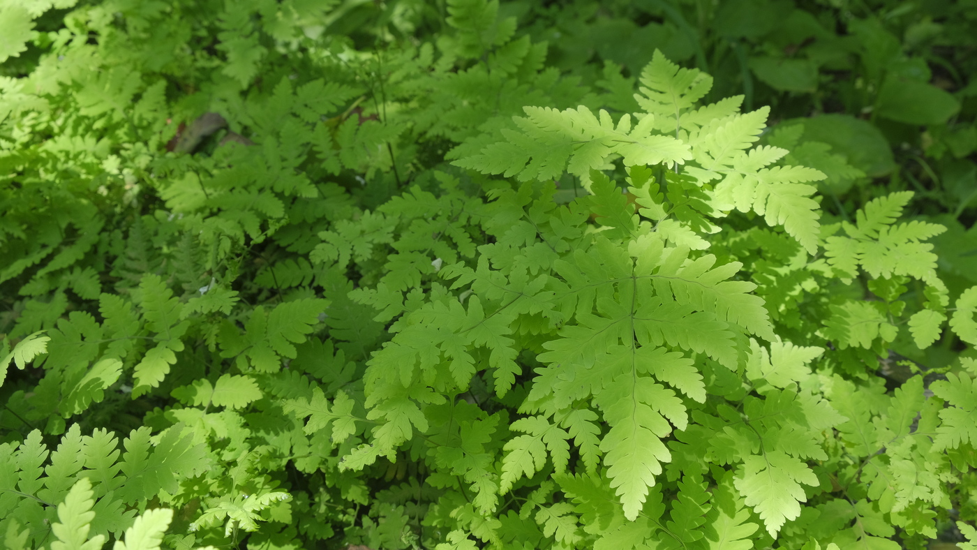 Gebogen driehoeksvaren - Gymnocarpium dryopteris : Plant in P9 pot