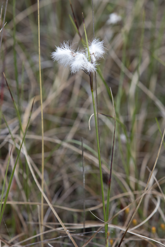 Eenarig wollegras - Eriophorum vaginatum : Plant in P9 pot