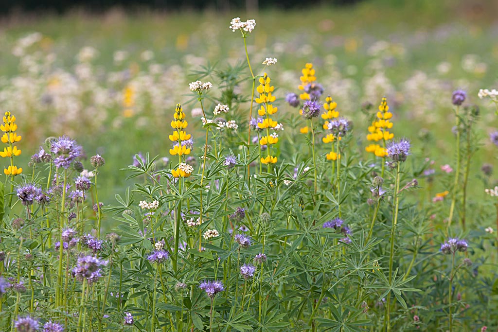 Gele lupine - Lupinus luteus : Losse grammen