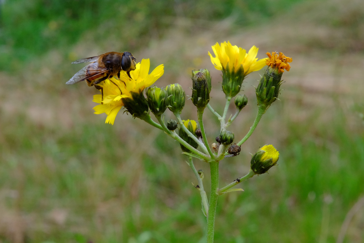 Schermhavikskruid - Hieracium sectie Hieracioides : Losse grammen