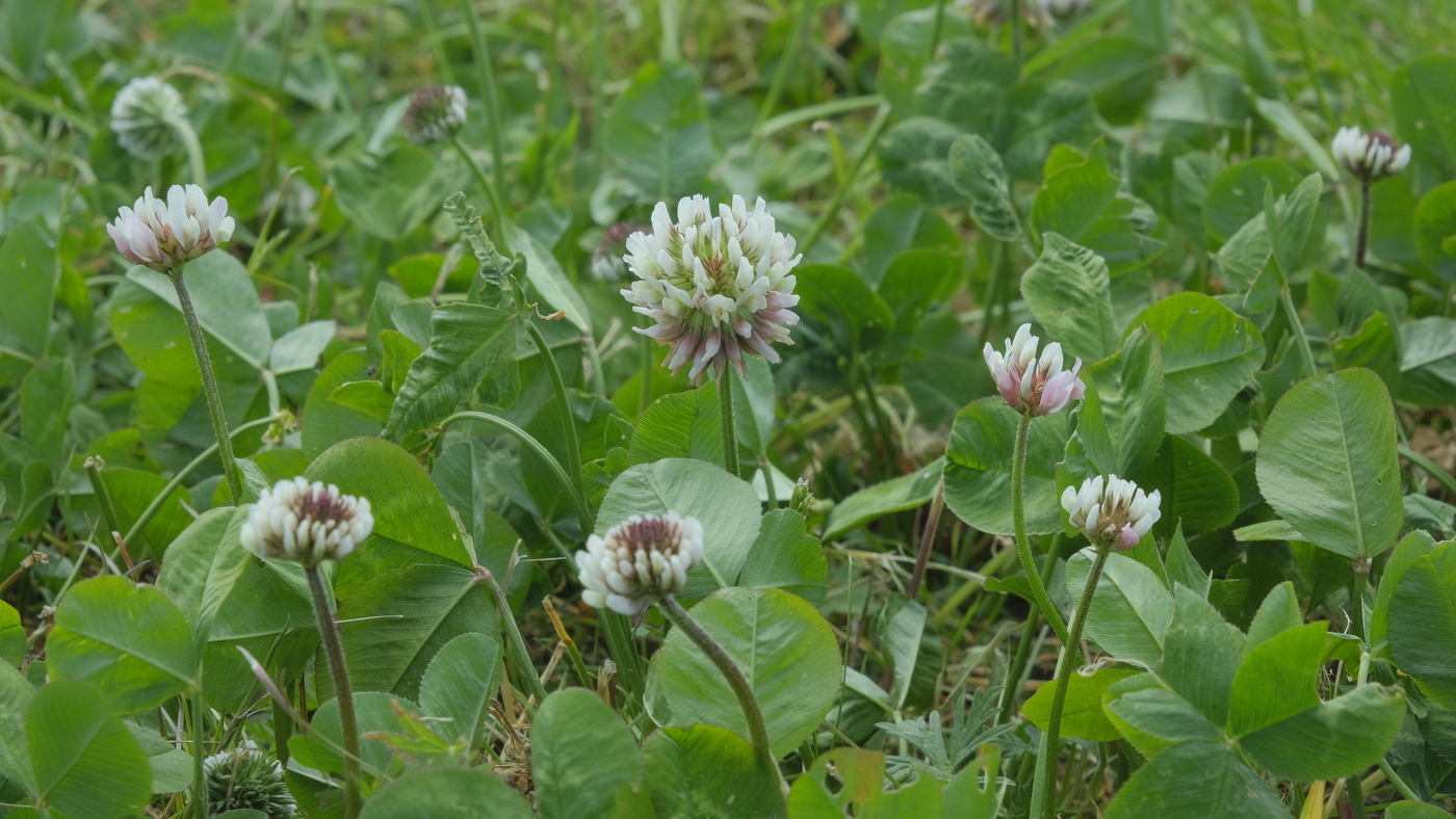 Witte klaver - Trifolium repens 'Friesch-Groninger witte klaver' : Losse grammen