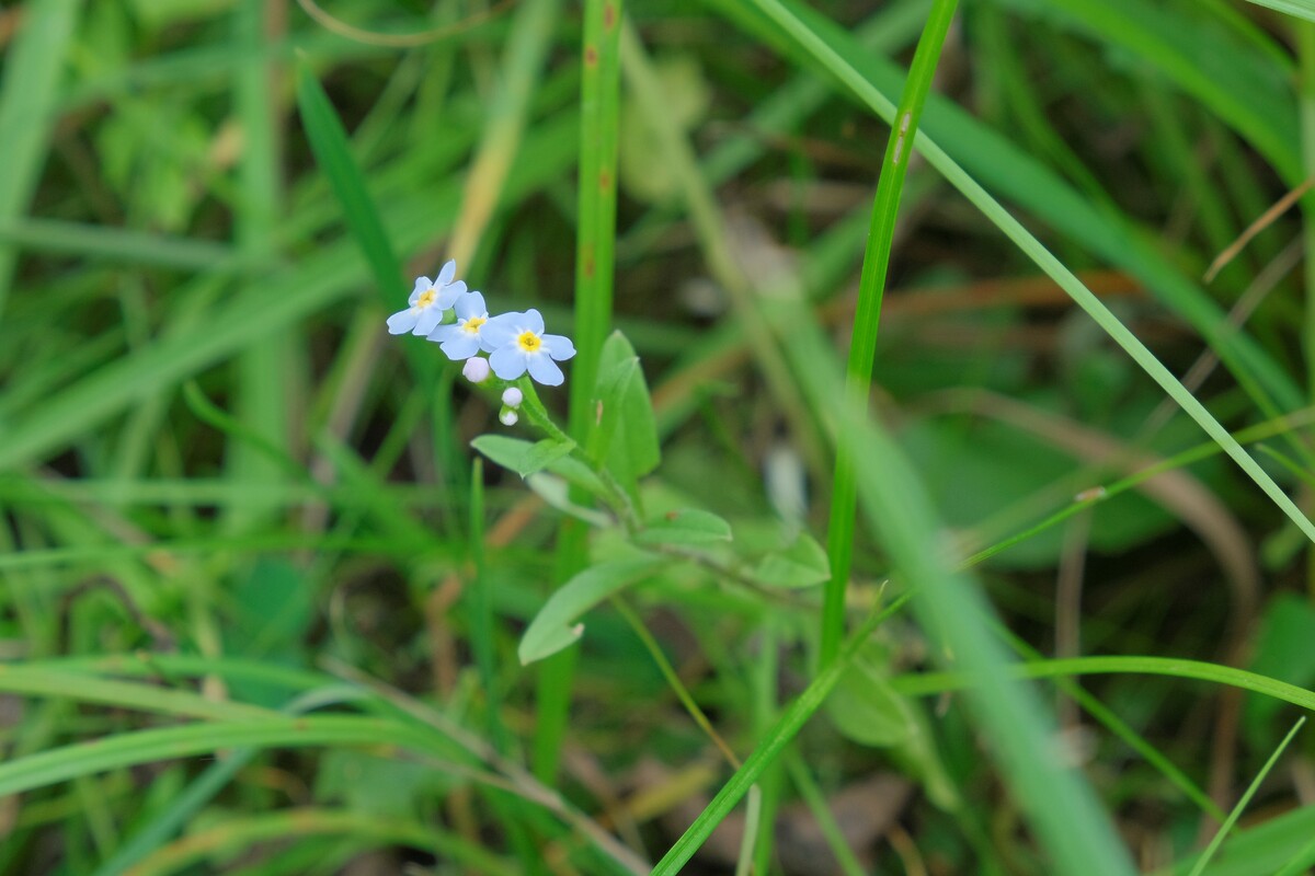 Zompvergeet-mij-nietje - Myosotis laxa subsp. cespitosa : Zakje