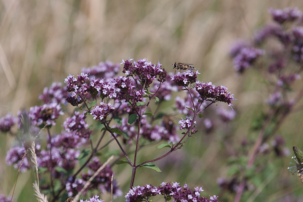 Wilde marjolein - Origanum vulgare : Losse grammen