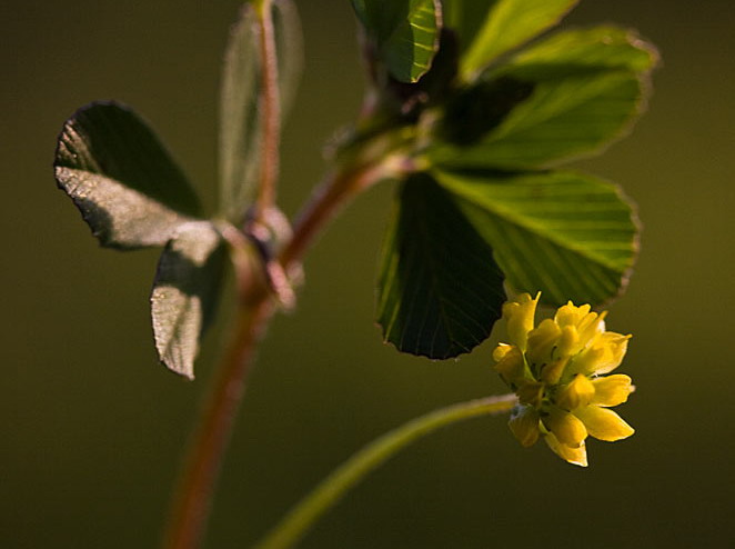 Kleine klaver - Trifolium dubium : Losse grammen