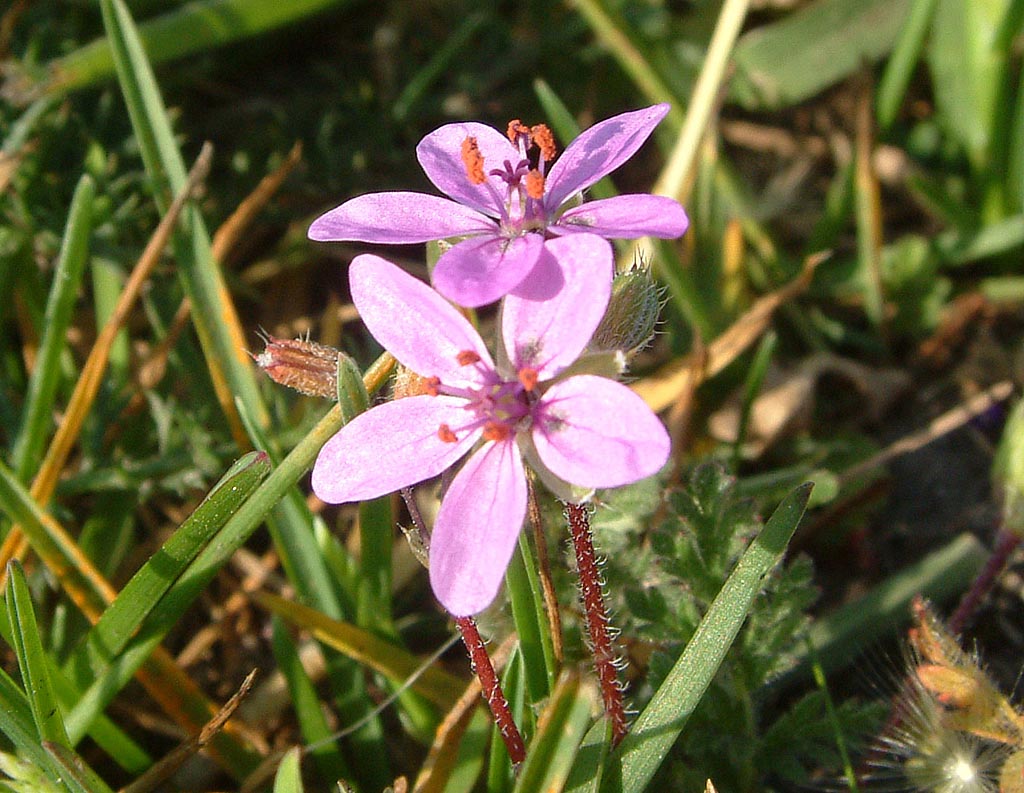 Gewone reigersbek - Erodium cicutarium : Zakje