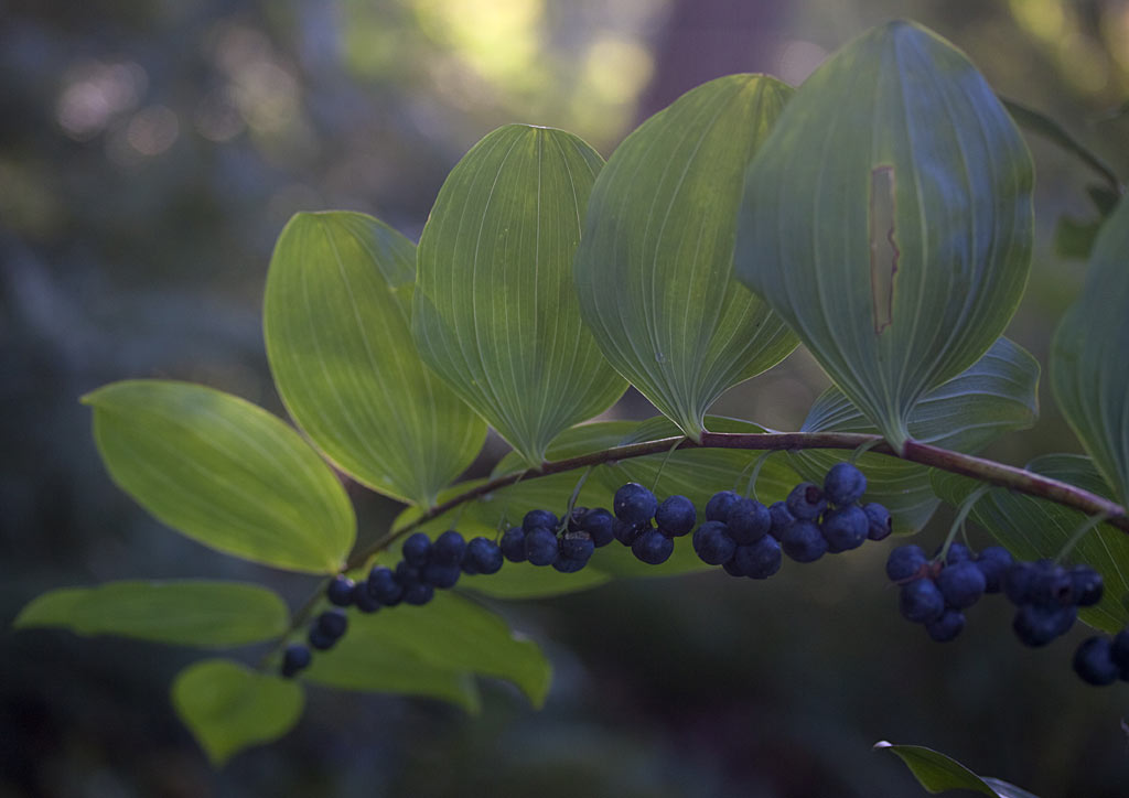 Gewone salomonszegel - Polygonatum multiflorum : Plant in P9 pot