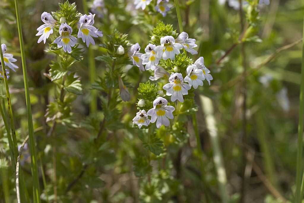 Stijve ogentroost - Euphrasia stricta : Zakje