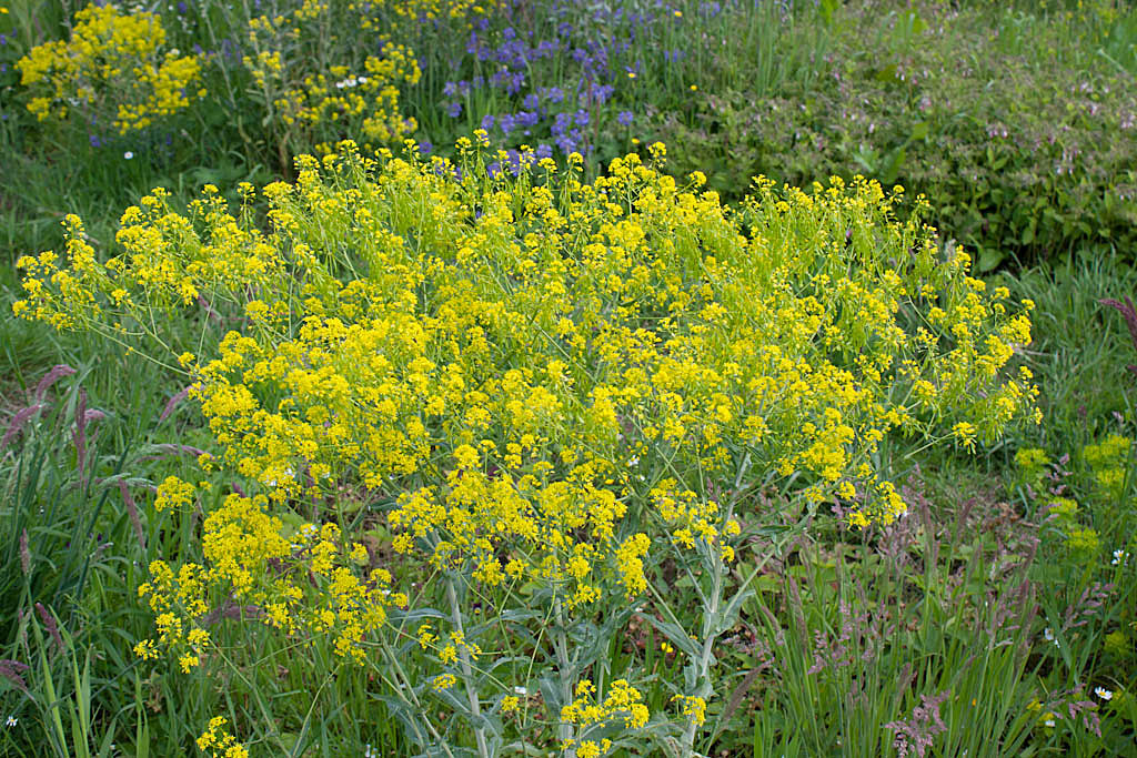 Wede - Isatis tinctoria : Losse grammen