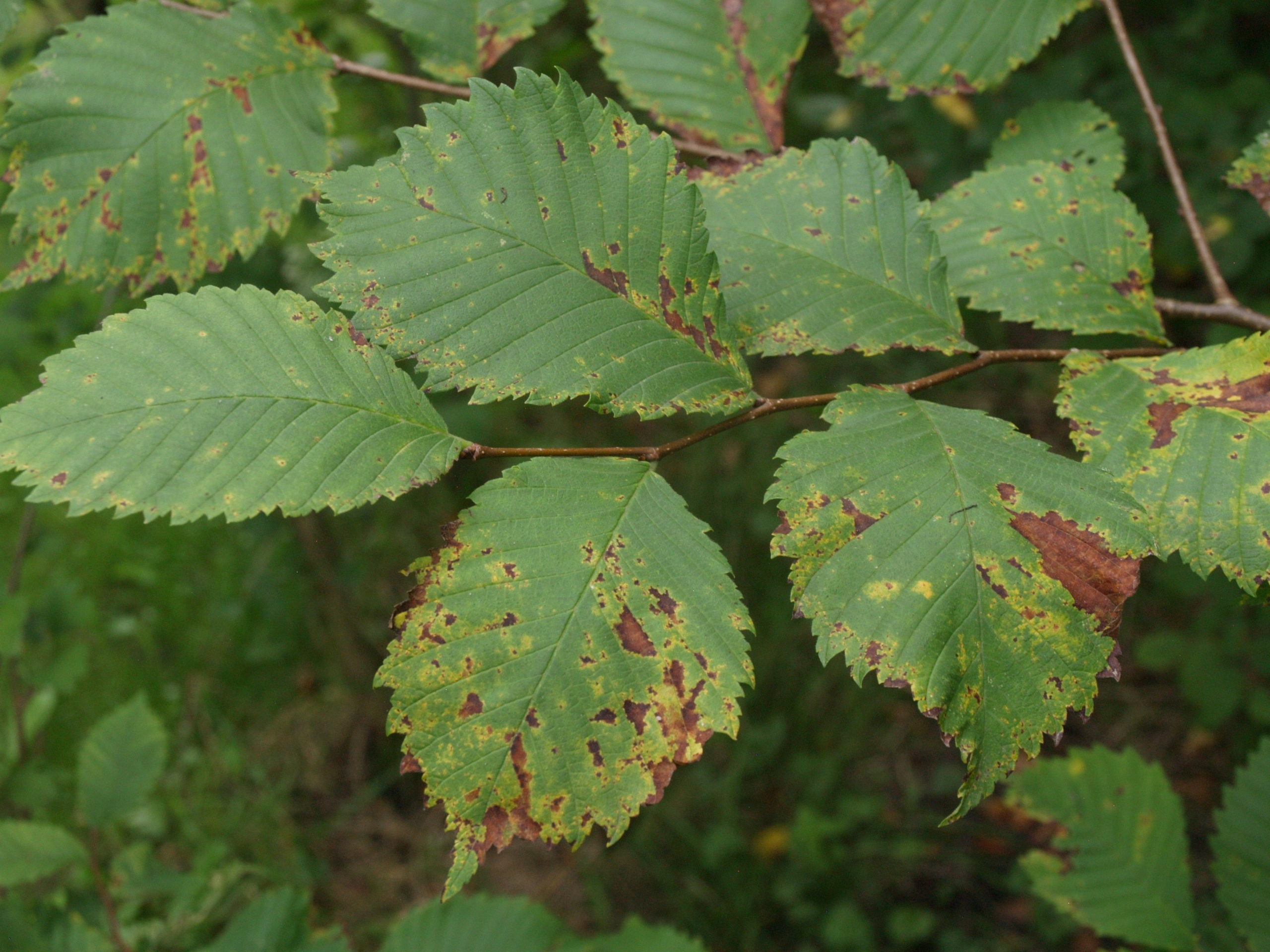 Steeliep/Fladderiep - Ulmus laevis : Los stuk wortelgoed