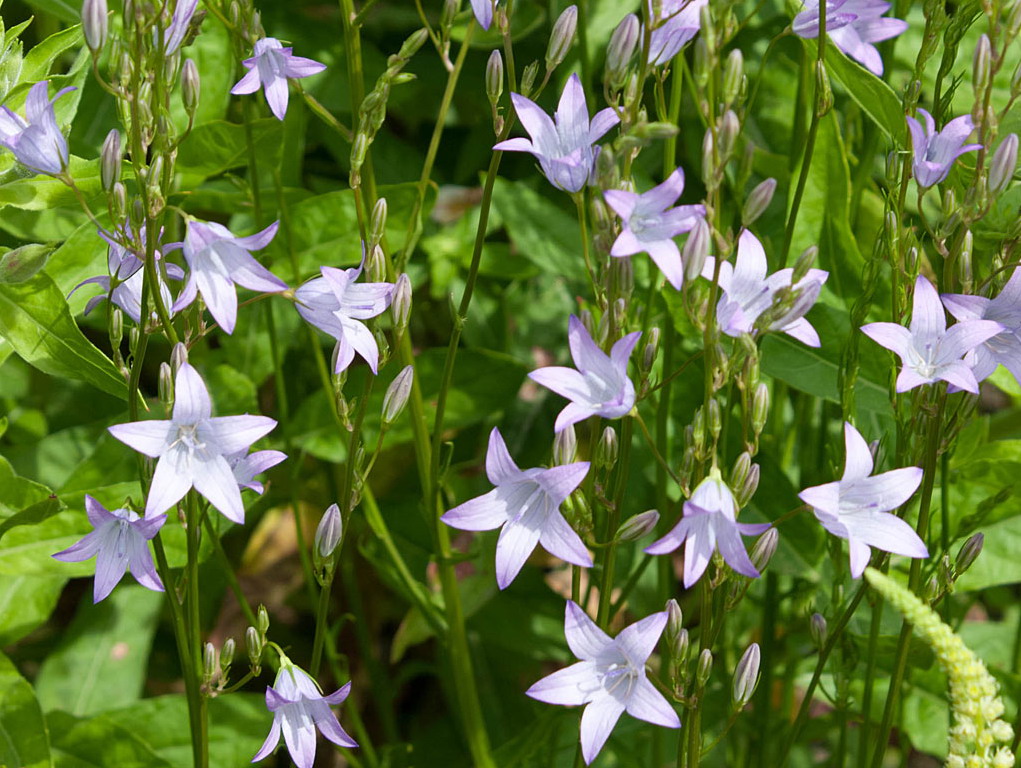 Rapunzelklokje - Campanula rapunculus : Plant in P9 pot