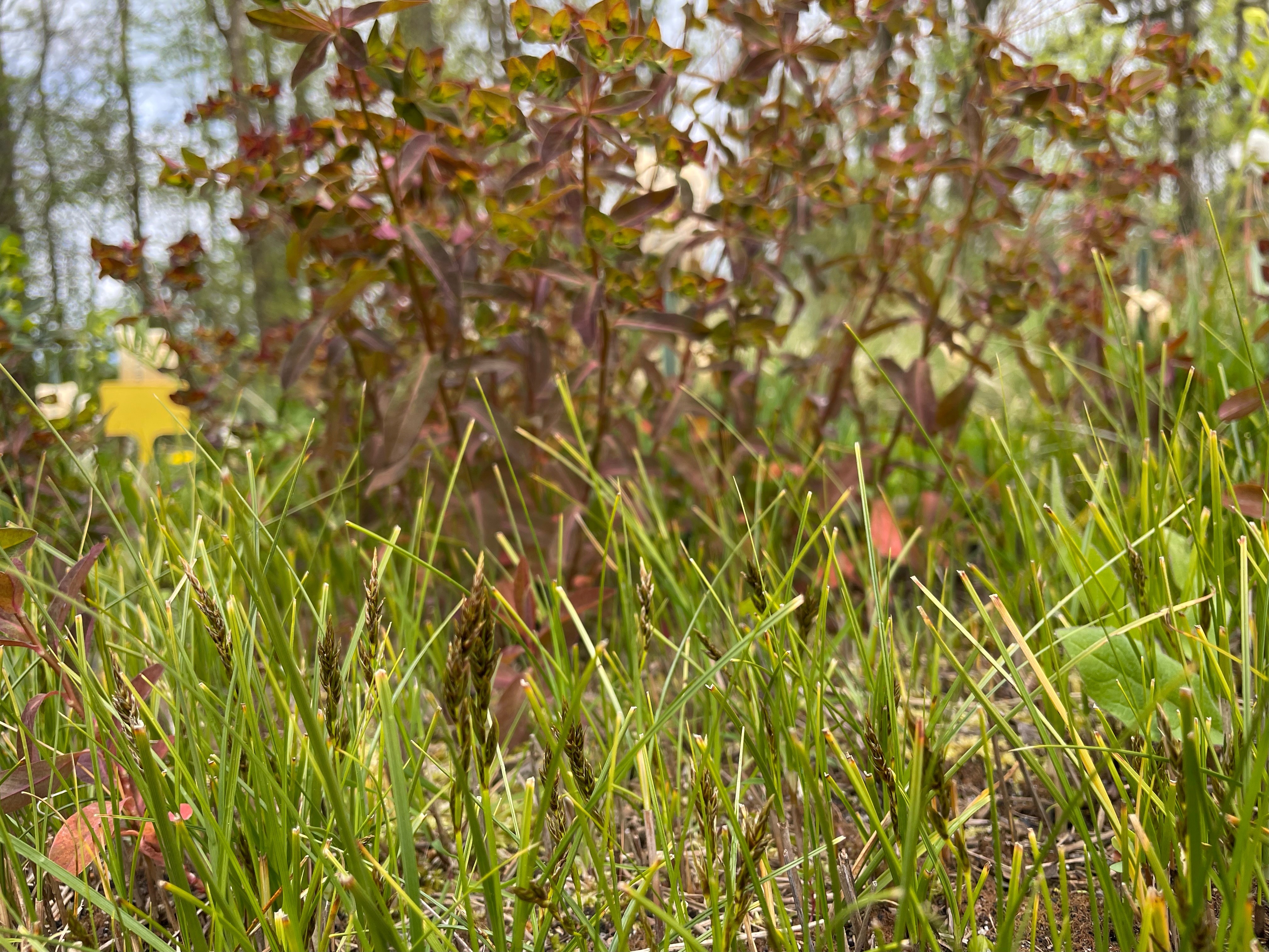 Zandzegge - Carex arenaria : Zakje zaden