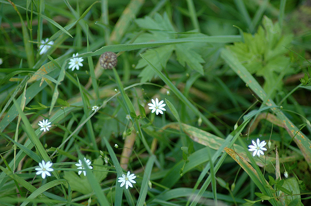 Grasmuur - Stellaria graminea : Plant in P9 pot