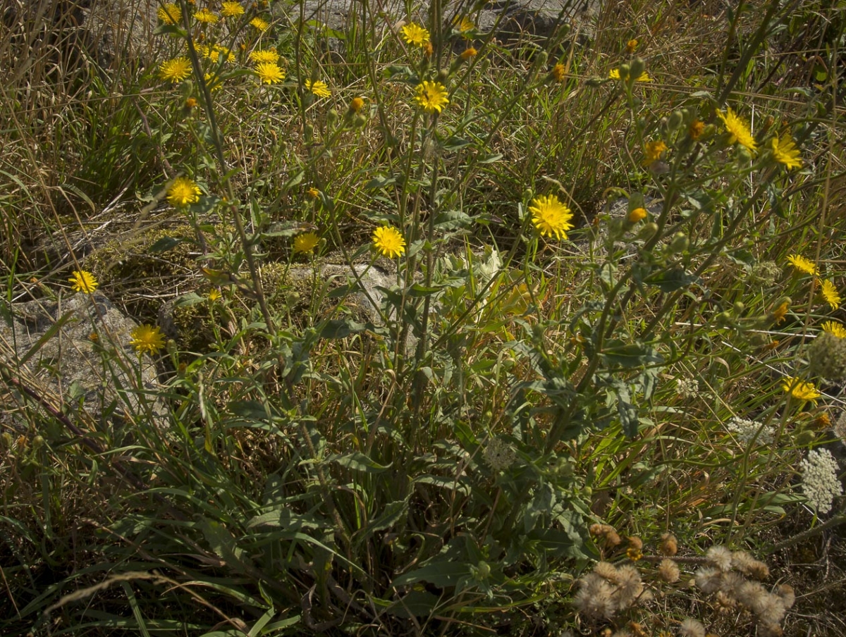 Echt bitterkruid - Picris hieracioides: plug