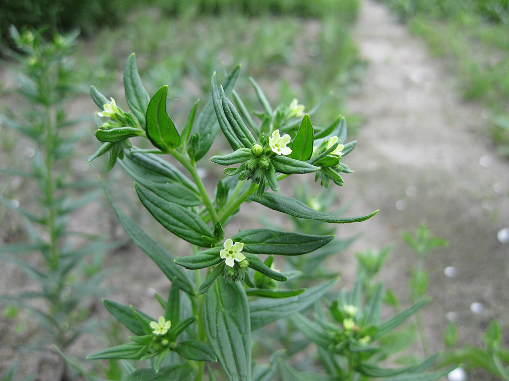 Glad parelzaad - Lithospermum officinale : Plant in P9 pot