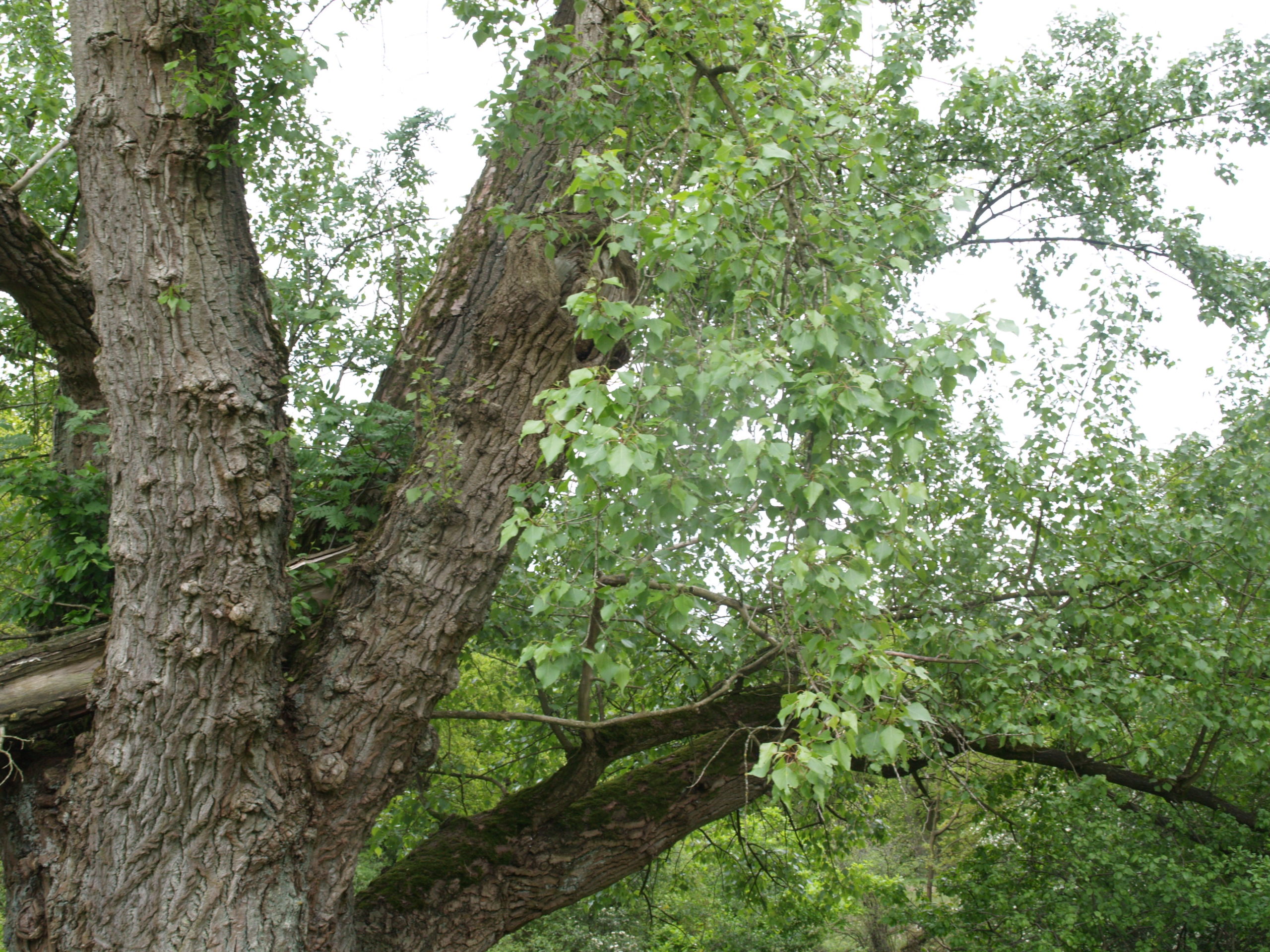 Zwarte populier - Populus nigra : Los stuk wortelgoed