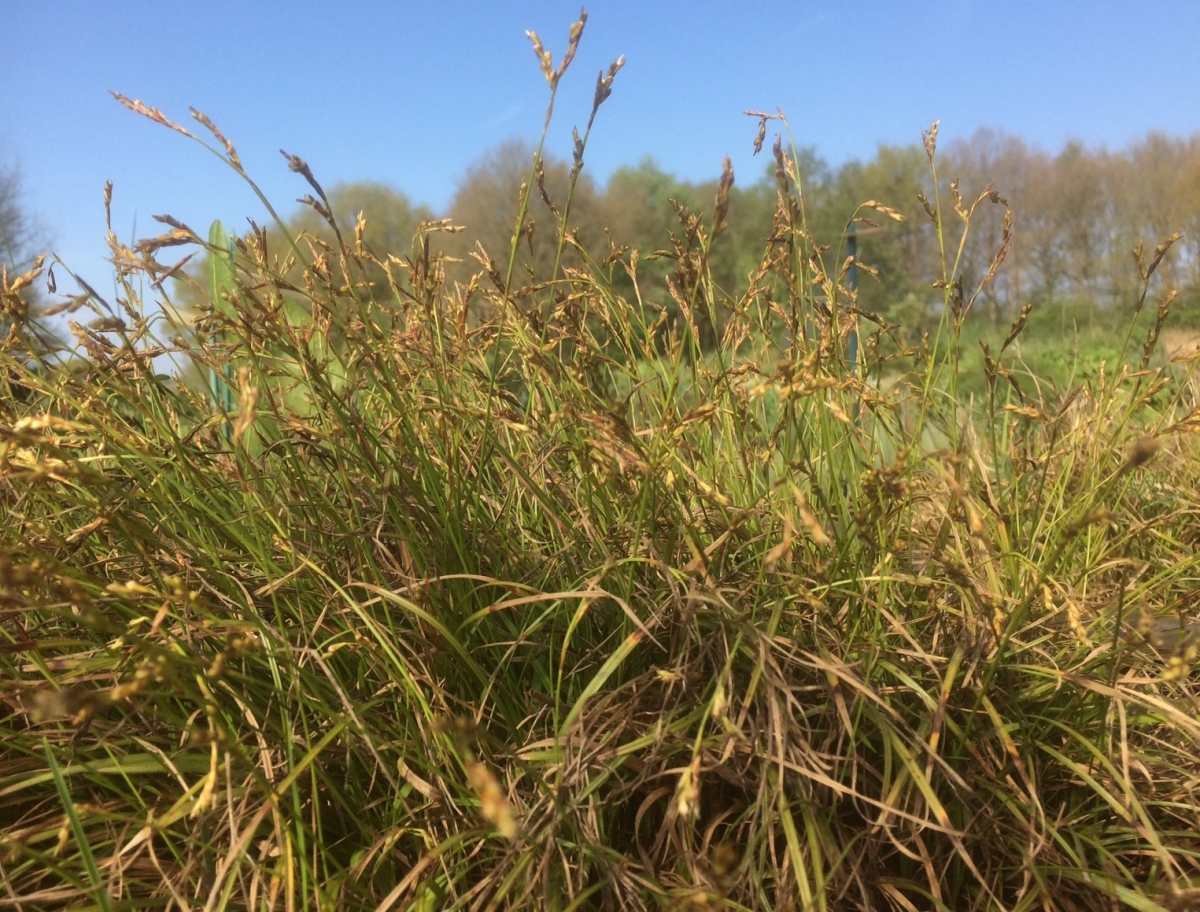 Vingerzegge - Carex digitata : Plant in P9 pot