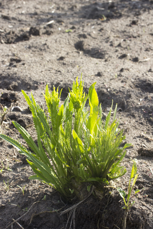 Mierikswortel - Armoracia rusticana : Plant in P9 pot