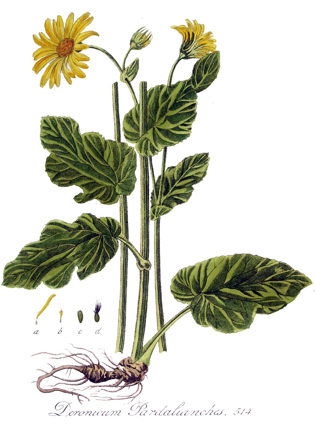 Hartbladzonnebloem - Doronicum pardalianches : Zakje