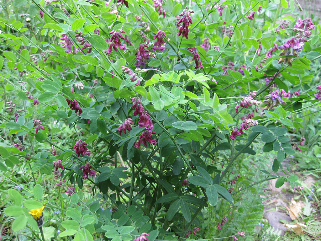 Zwarte lathyrus - Lathyrus niger : Zakje