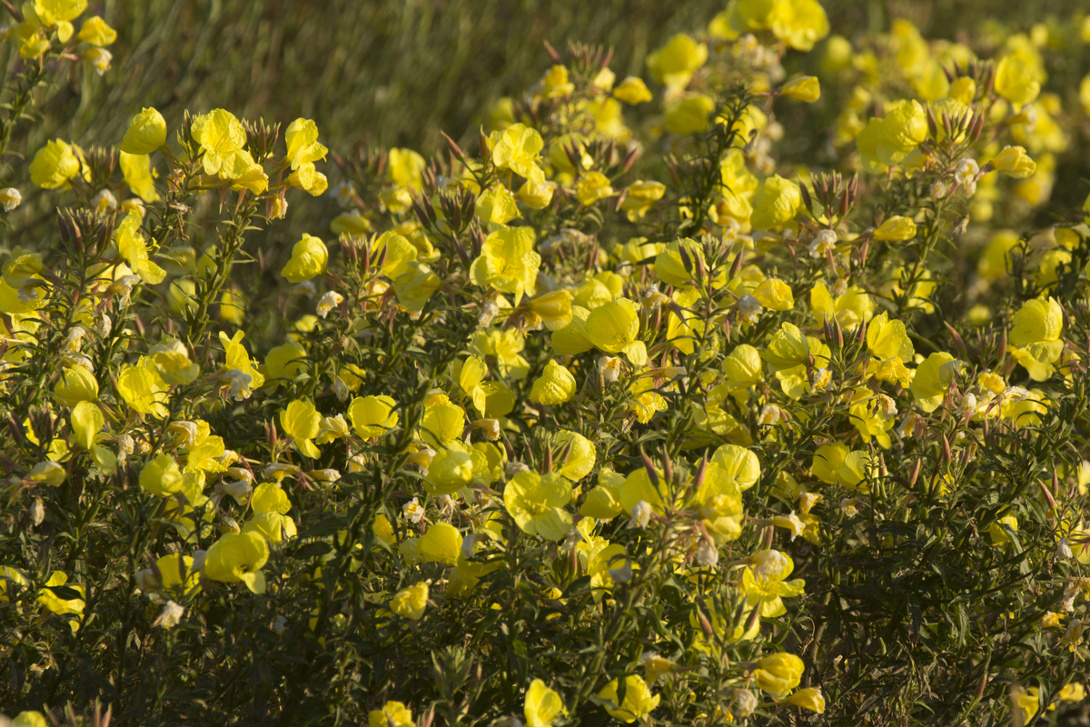 Grote teunisbloem - Oenothera glazioviana : Losse grammen