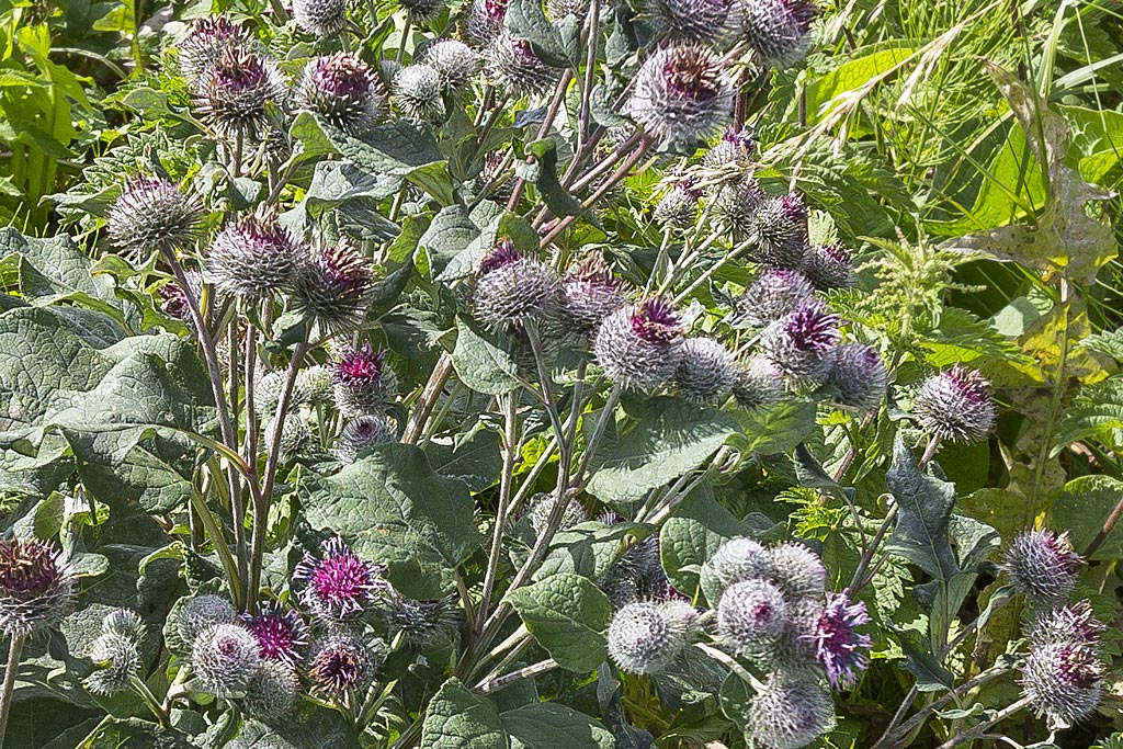 Donzige klit - Arctium tomentosum : Losse grammen