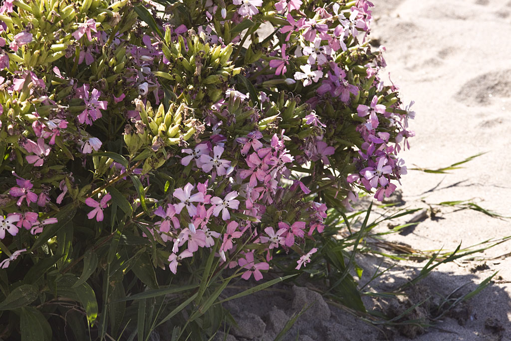 Zeepkruid - Saponaria officinalis : Zakje