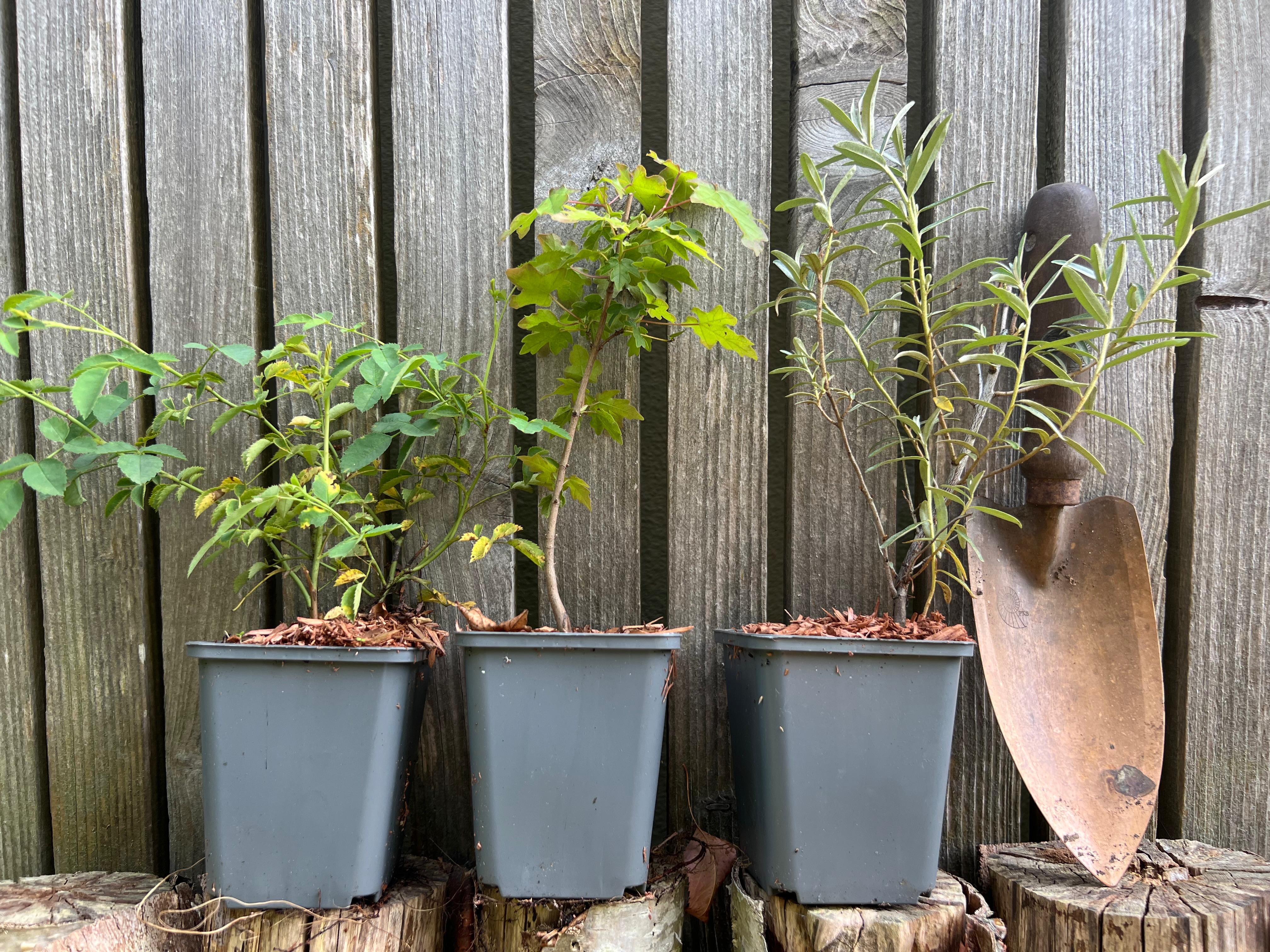 Plantpakket Bos Hoeckje - zware grond
