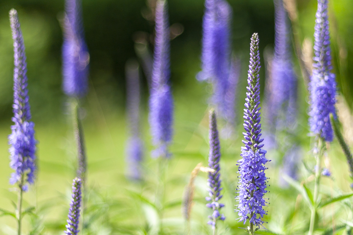 Tuiny Poel moeraszone, i.s.m. IVN natuureducatie