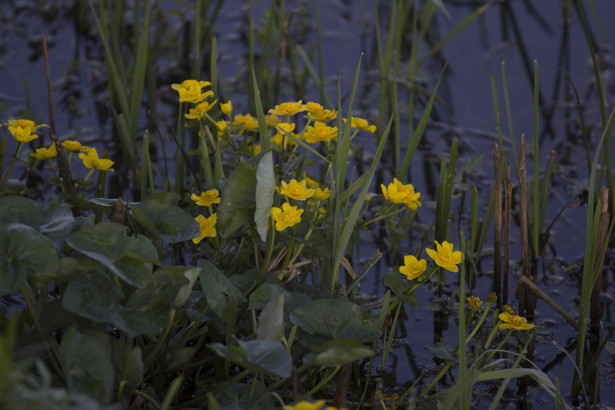 Tuiny Poel waterzone, i.s.m. IVN natuureducatie