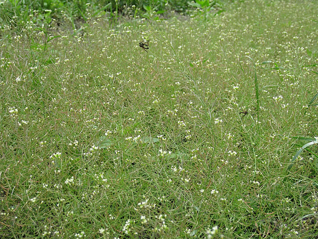 Zandraket - Arabidopsis thaliana : Zakje