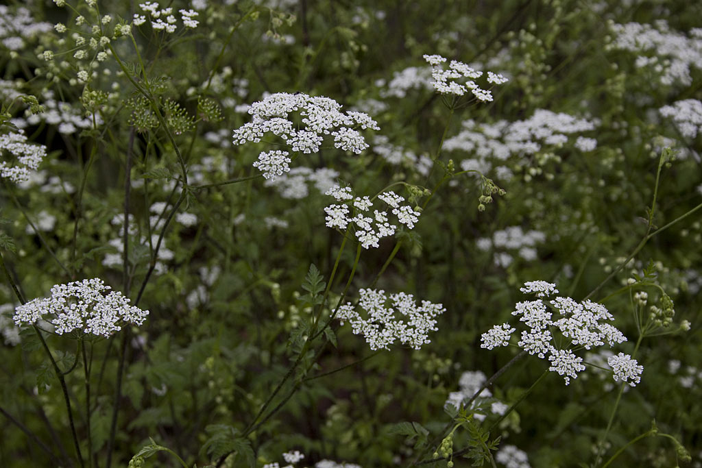 Dolle kervel - Chaerophyllum temulum : Losse grammen