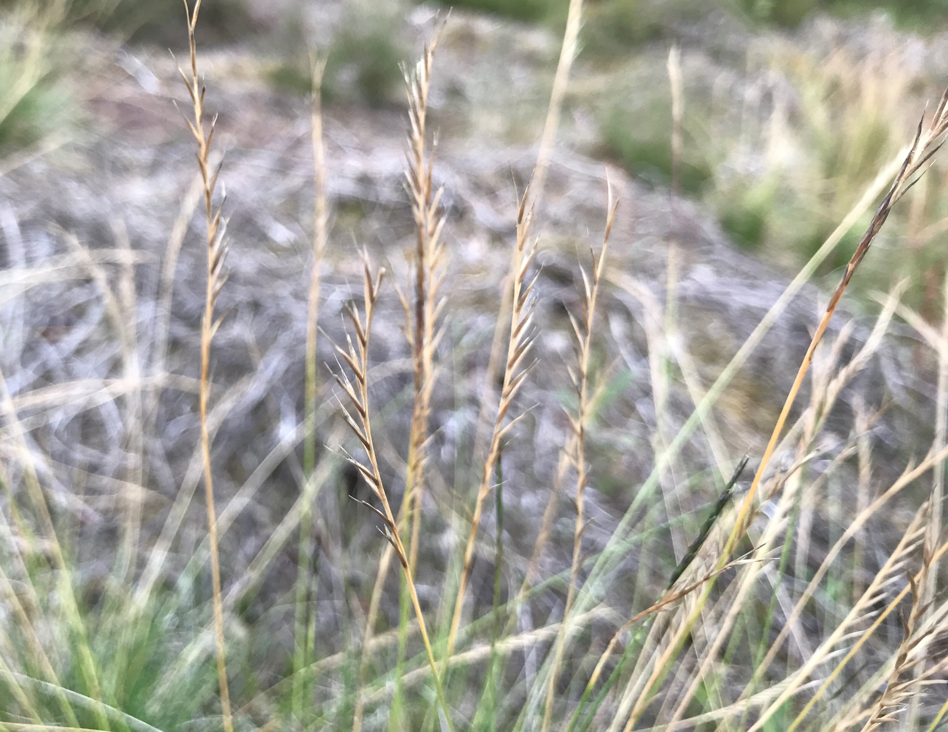 Borstelgras - Nardus stricta : Plant in P9 pot