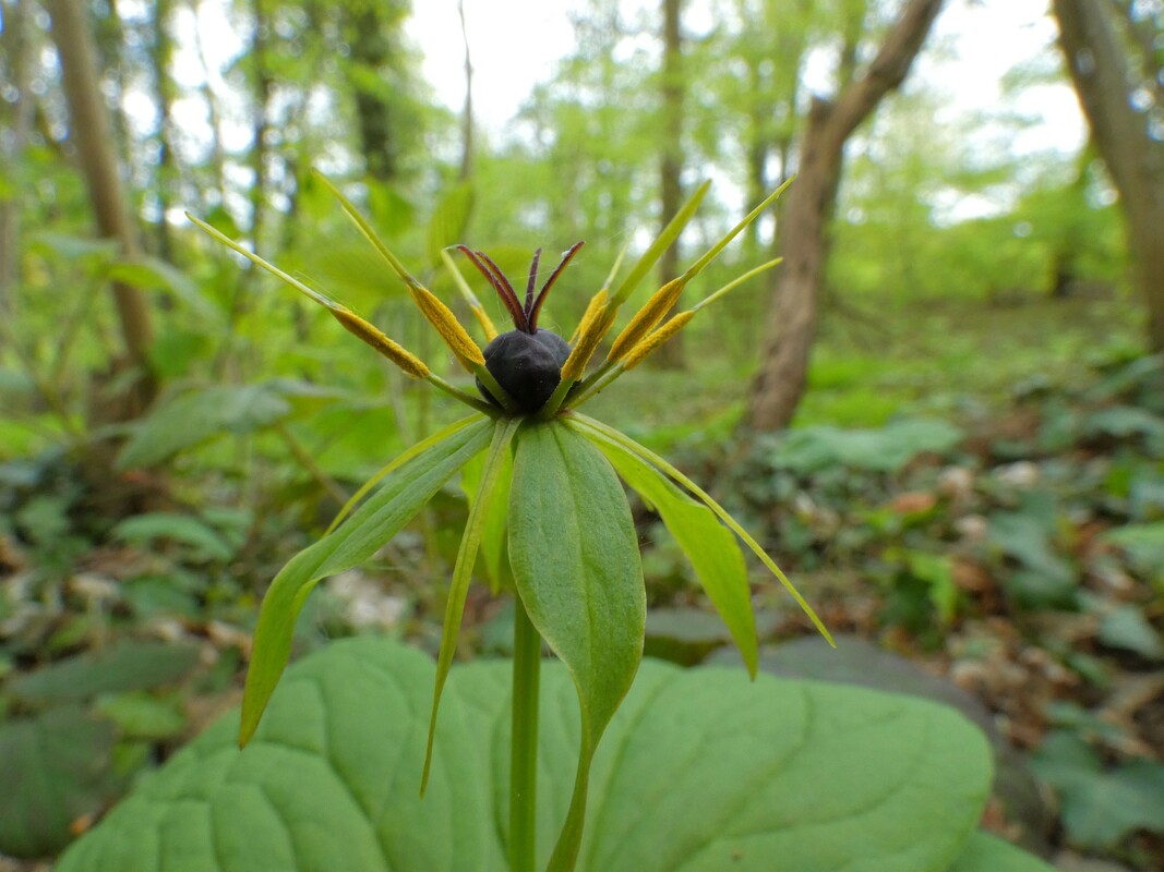 Eenbes - Paris quadrifolia : Plant in P9 pot