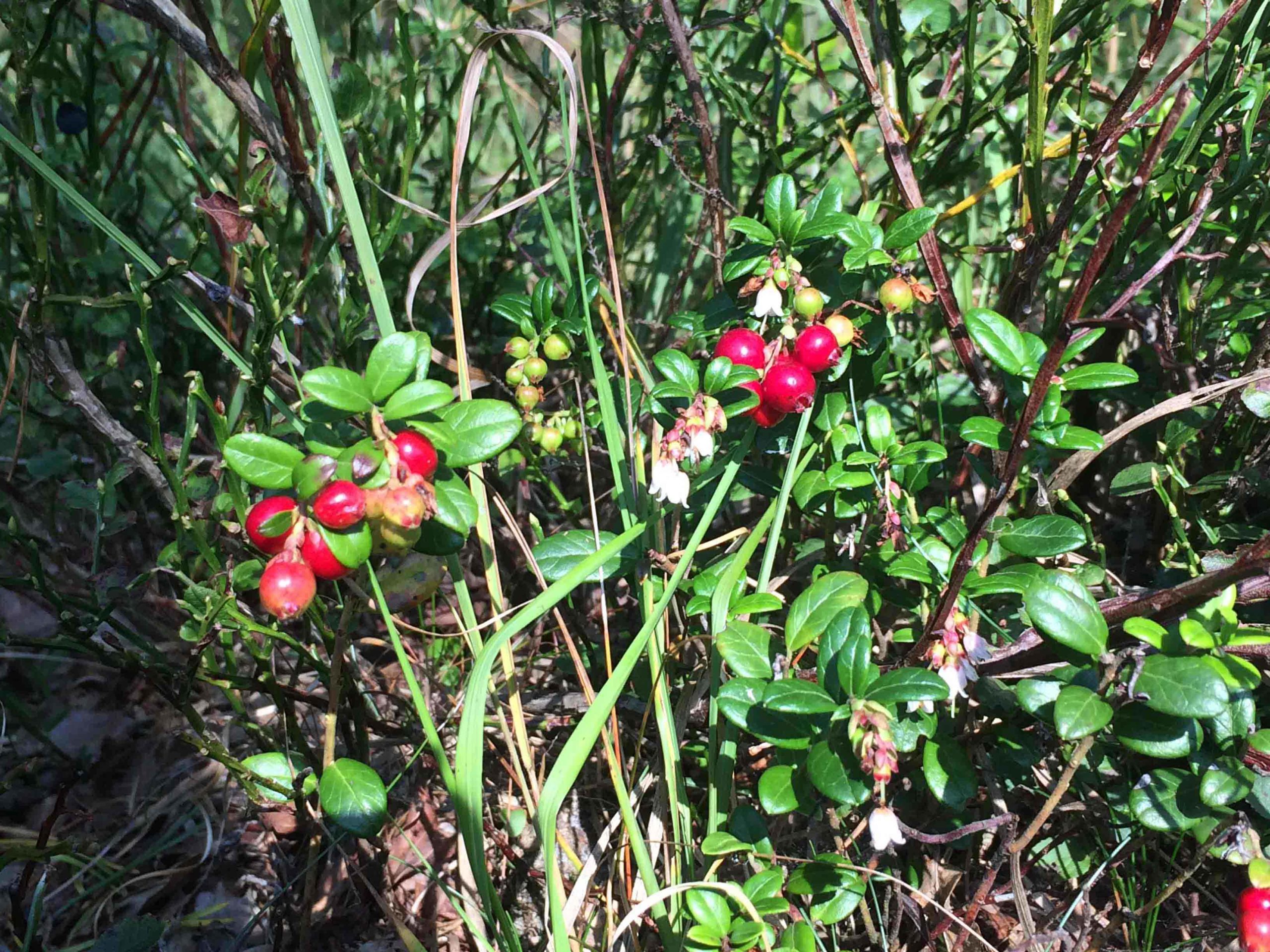 idaea - Rode bosbes - Vaccinium vitis-idaea : Plant in P9 pot