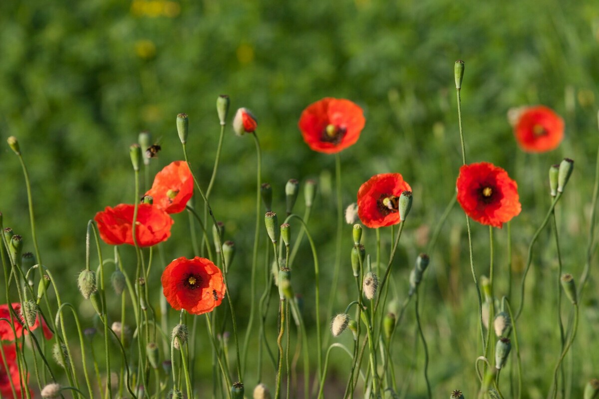 Bleke klaproos - Papaver dubium : Losse grammen