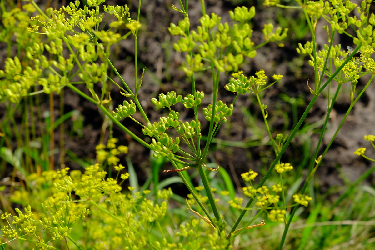 Pastinaak - Pastinaca sativa subsp. sativa : Losse grammen