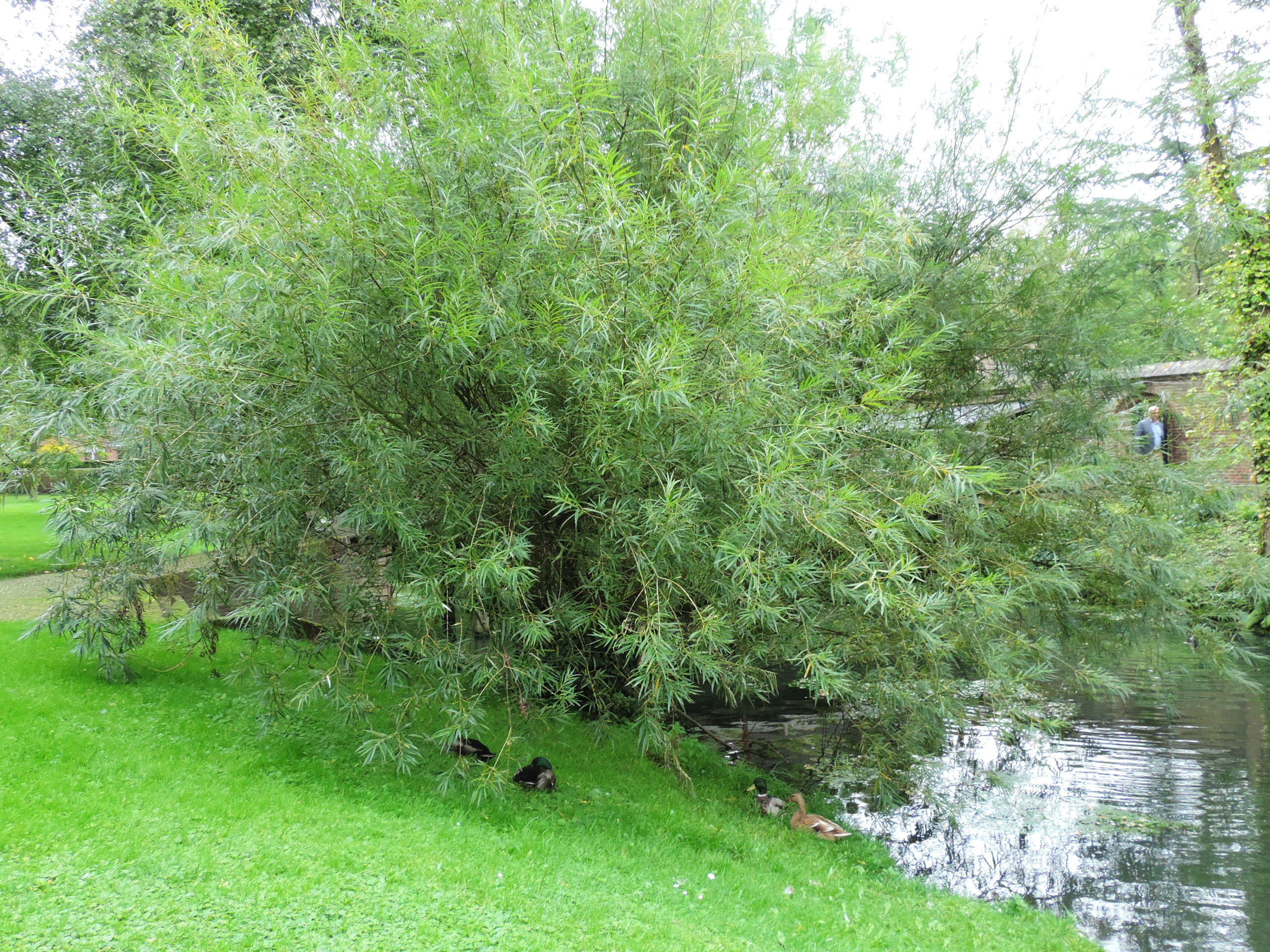 Katwilg - Salix viminalis : Los stuk wortelgoed