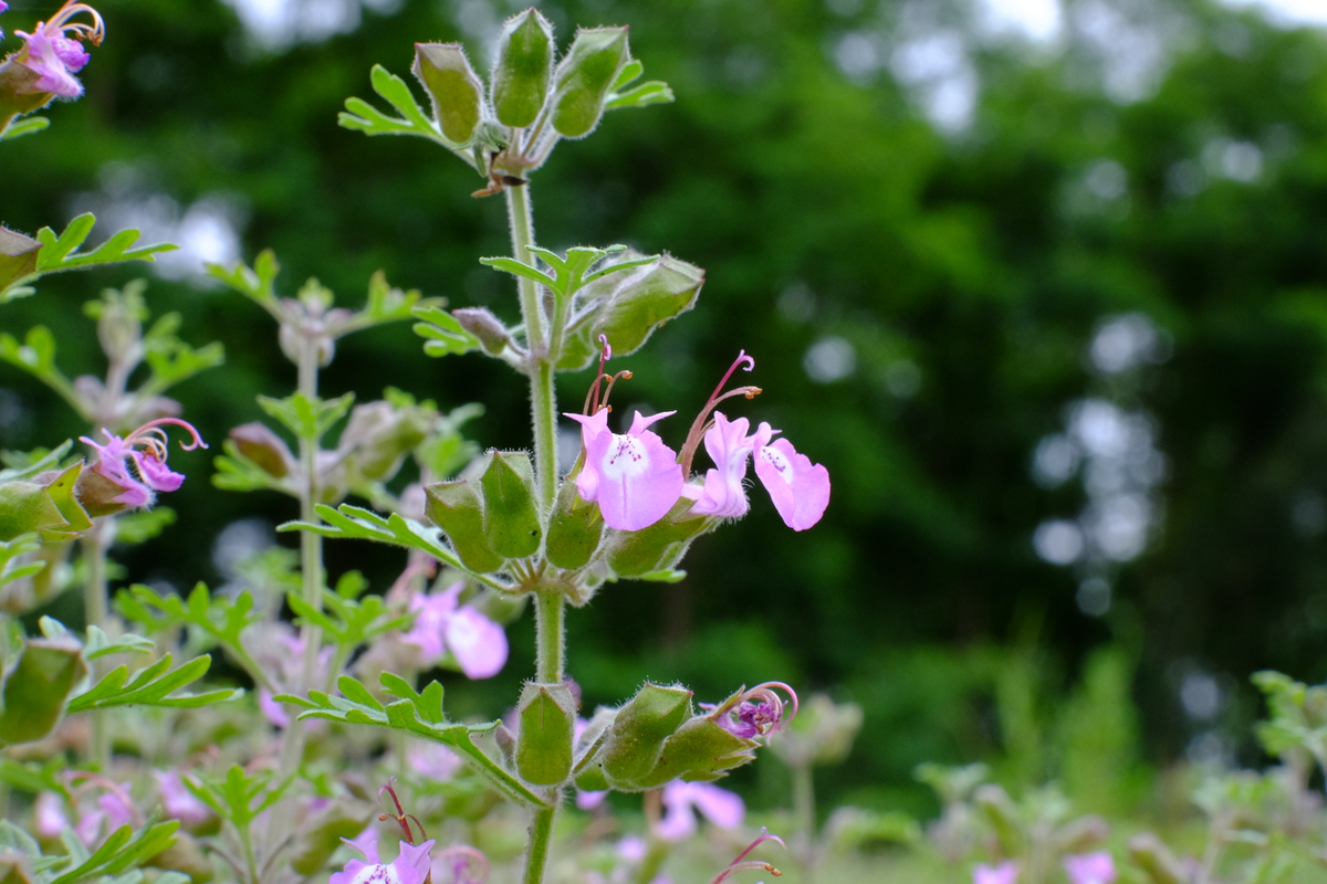 Trosgamander - Teucrium botrys : Zakje