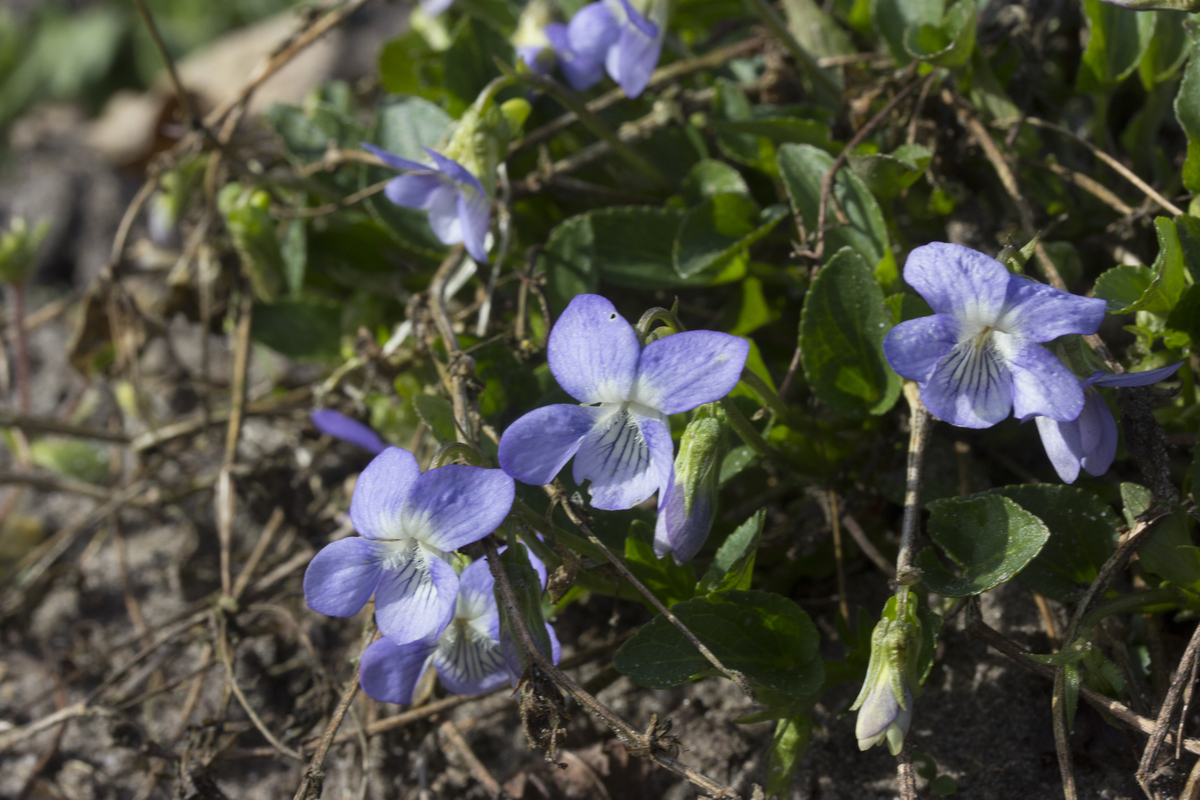 Hondsviooltje - Viola canina : Plant in P9 pot