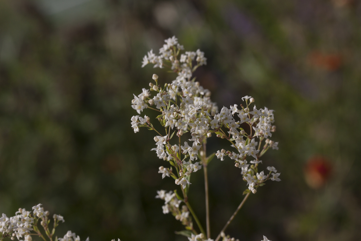 Boswalstro - Galium sylvaticum : Zakje