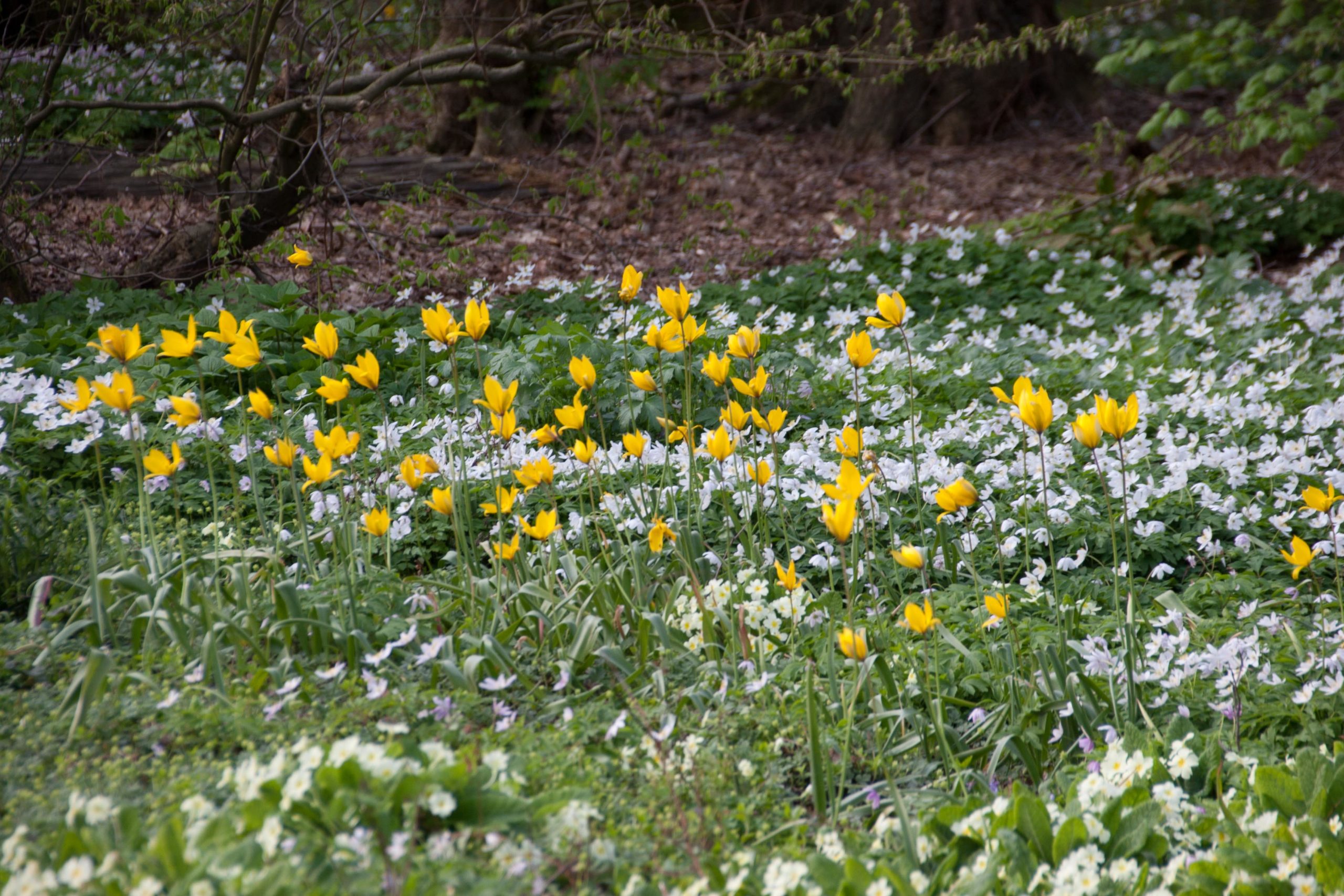 Bostulp - Tulipa sylvestris : Verpakking met 100 bollen