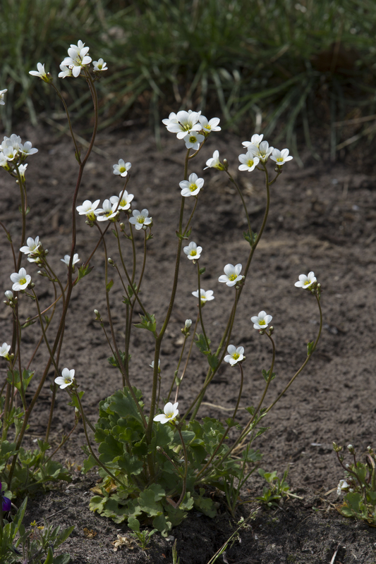 Knolsteenbreek - Saxifraga granulata : Plant in P9 pot