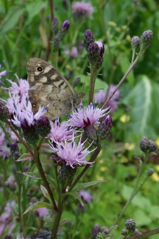 Zaagblad - Serratula tinctoria : Losse grammen