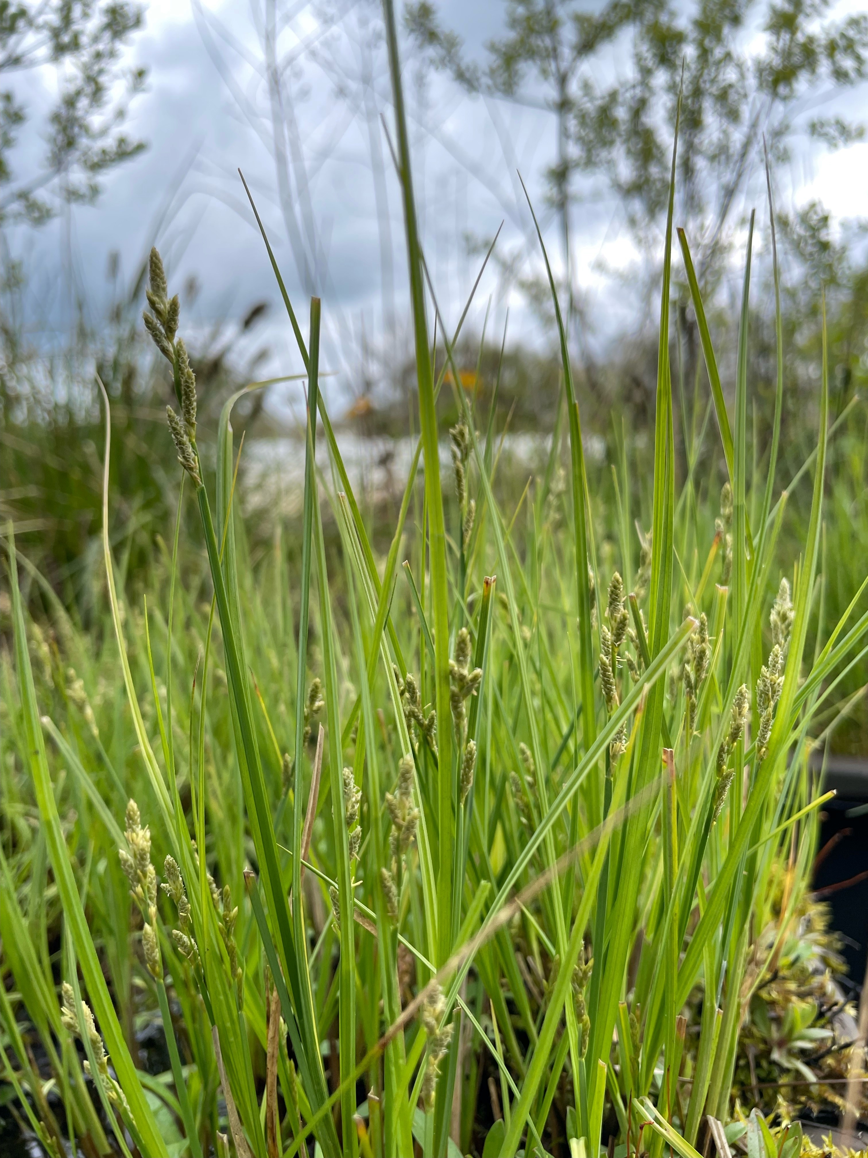 Zompzegge - Carex canescens : Zakje