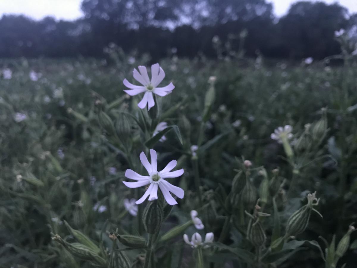 Nachtkoekoeksbloem - Silene noctiflora : Zakje