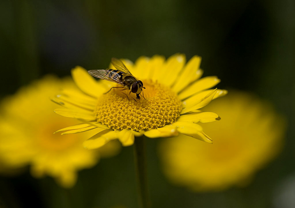 Inheems gevelpakket - zon, i.s.m. Stichting Steenbreek