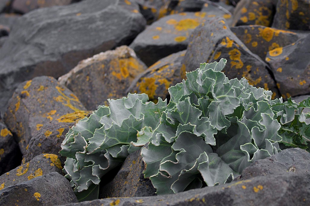 Zaden jagen voor ons botanisch erfgoed