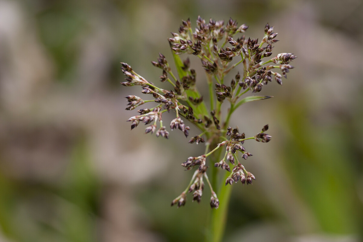 Grote veldbies - Luzula sylvatica : Plant in P9 pot
